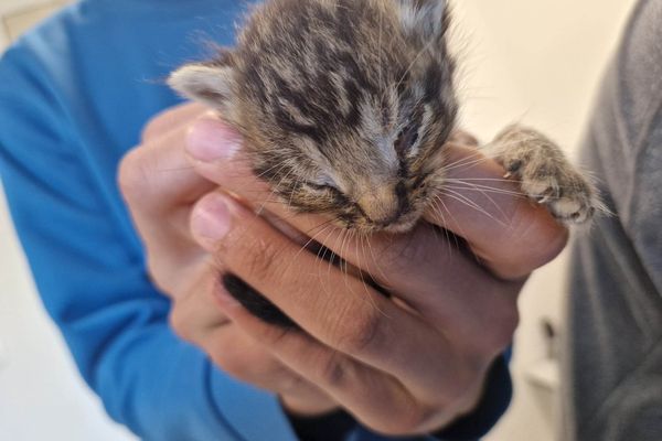 Ce chaton dénutri a été récupéré par l'association "40 en chats" dans le domicile familial de la mère et la fille originaires de Carentan (Manche) accusées de maltraitance animale.