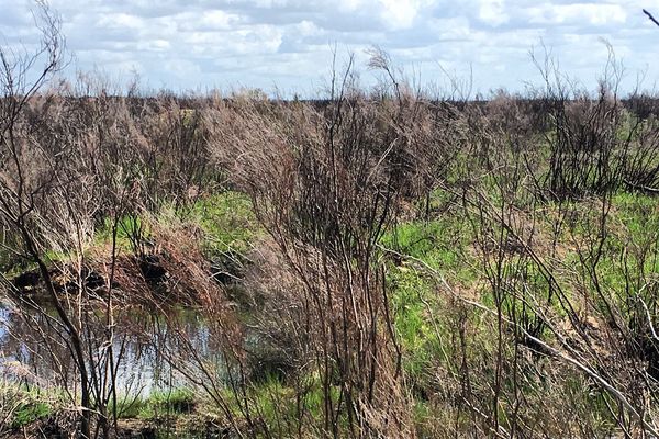 La réserve naturelle du Pinail dans la Vienne