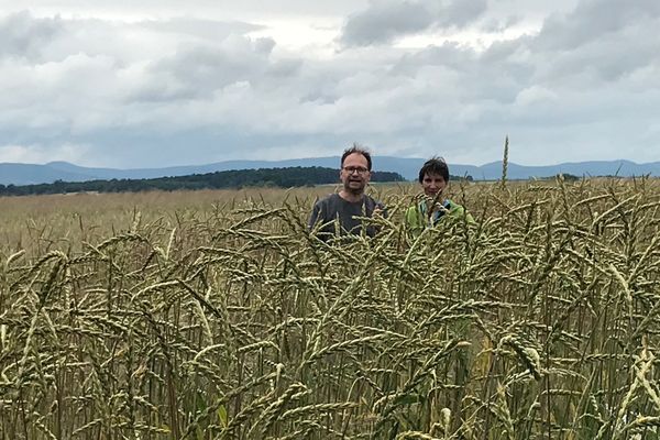 Hélène Faust et Daniel Hoeltzel misent sur des cultures hautes comme ce grand épeautre biologique qui sera moissonné fin juillet