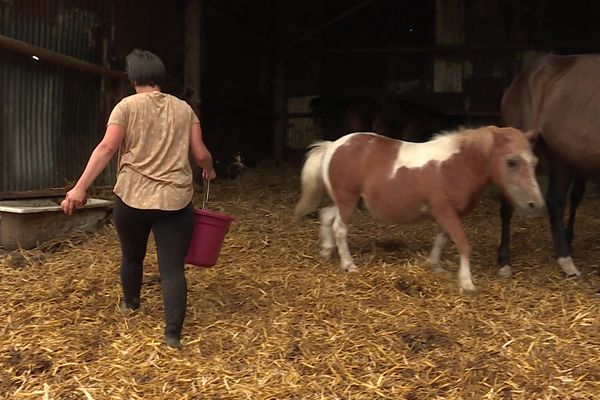 France - Monde - Pourquoi mutile-t-on ainsi les chevaux ?