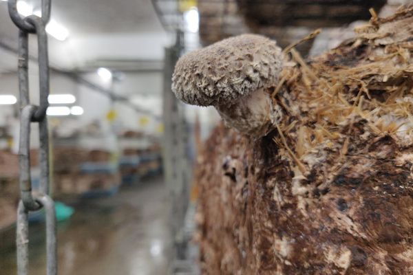 Harvesting shiitake.