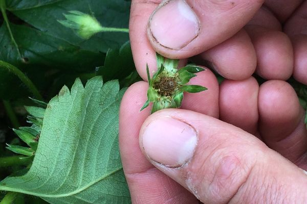 Un exemple des dégâts du gel sur les fraises