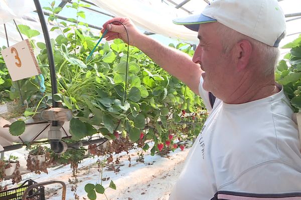 A Puy d'Arnac (19), Thierry Massalve bénéficie d'une dérogation pour maintenir ouvert son système d’irrigation pour ses fraises