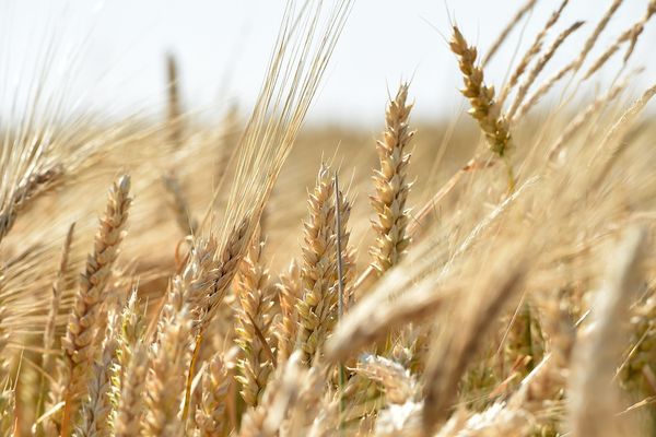 La sécheresse atteint aussi les agriculteurs de la Seine-et-Marne qui craignent pour leurs récoltes.