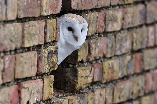 Les chouettes ont longtemps été mal-aimées.