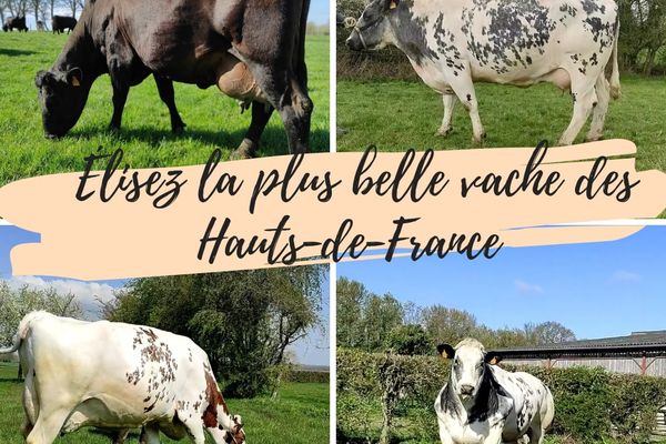 Le concours pour élire la plus belle vache de France se tient du 10 au 24 mai sur la page Facebook La gastronomie des Hauts-de-France. 