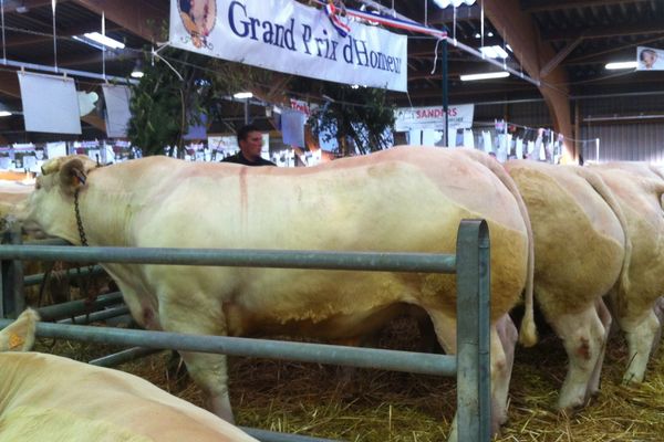 700 bovins sont présentés au festival du boeuf de Charolles