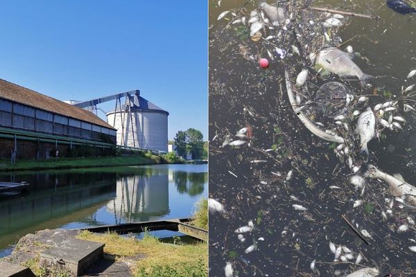 Des dizaines de milliers de poissons sont morts dans l'Escaut lors des jours qui ont suivi la rupture d'une digue à l'usine sucrière Tereos d'Escaudœuvres.