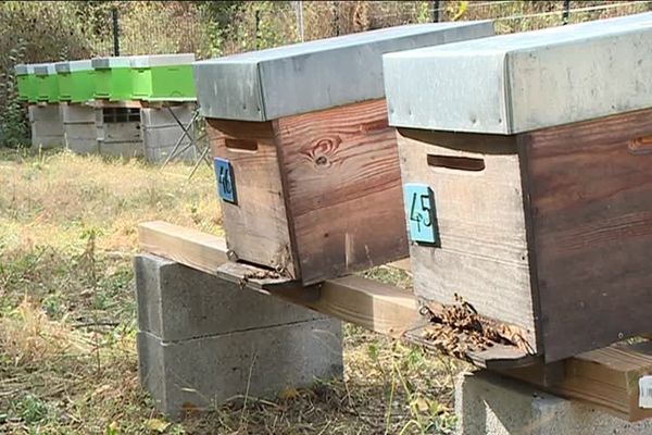 Pour assurer la récolte du pollen et la production de miel, les apiculteurs professionnels n'ont d'autre choix que de déplacer leurs ruches pour suivre la floraison des plantes.