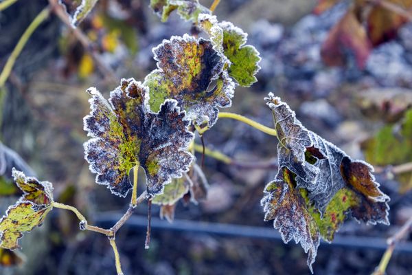 Des gelées sont à prévoir mardi matin avec des températures négatives. Le Languedoc-Roussillon sera tout de même relativement épargné par le grand froid annoncé en France.