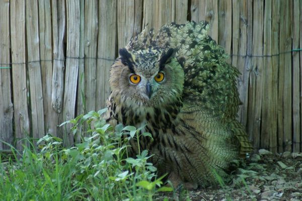 Chaque année le Tichodrome, un centre de sauvegarde de la faune sauvage soigne jusqu'à 1800 animaux.