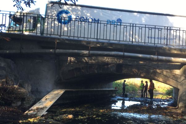 Avec cette passerelle en bois, les castors n'auront plus à traverser la route