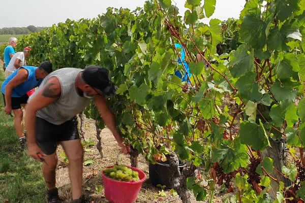 Les vignerons s'organisent face aux conséquences du réchauffement climatique sur la santé de leurs salariés.