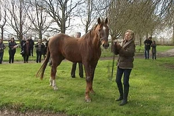 Ourasi, le jour de ses trente ans, au haras de Gruchy