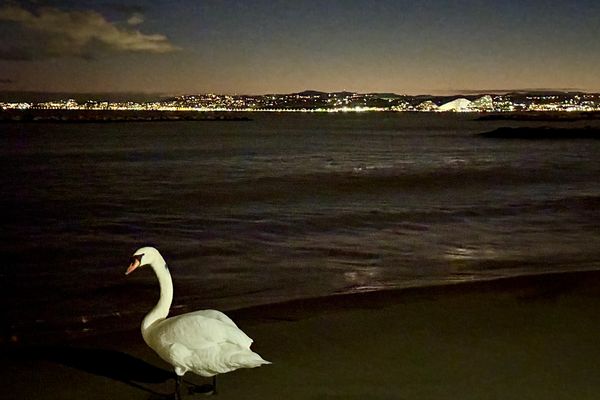 Le cygne Pollux sur la plage de Saint-Laurent-du-Var, face à la marina Baie des Anges de Villeneuve-Loubet (Alpes-Maritimes).