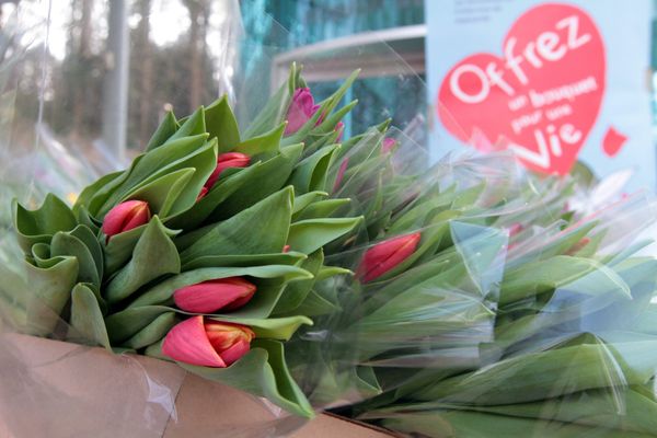 Des bouquets de tulipes sont vendus pendant trois jours pour aider à financer l'IRHT de Mulhouse.