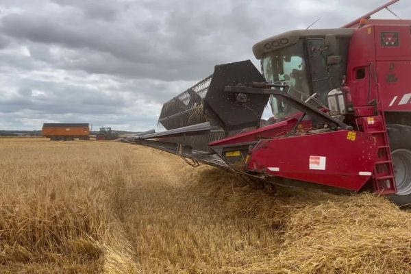 Dans la plaine de Caen, les moissons ont commencé avec une bonne semaine d'avance