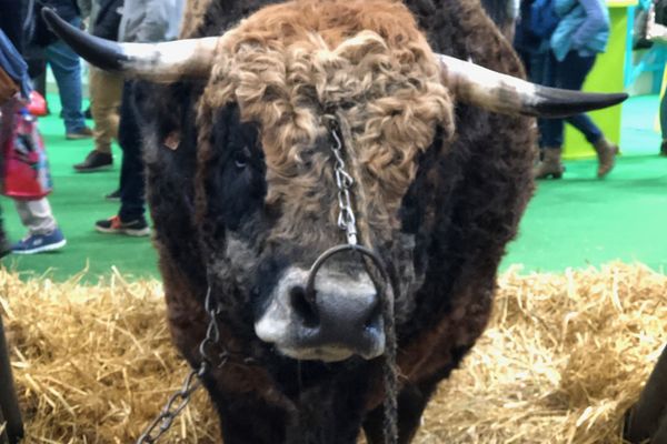 Jocond - Mâle Aubrac de 5 ans. Concours général Agricole, Paris 2019. 1er prix espèce bovine.