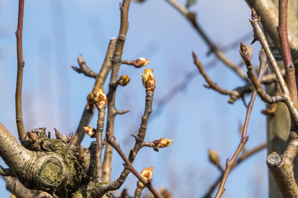 Bourgeons (illustration)