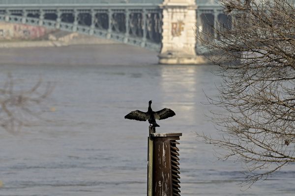 Cormoran sur le Rhône à découvrir lors des croisières naturalistes de l'association Des espèces parmi Lyon