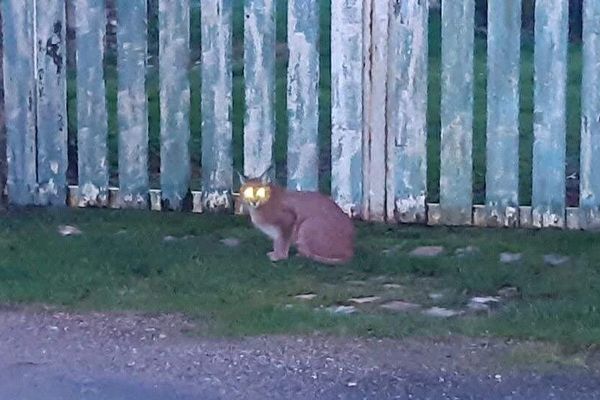 Un caracal a été aperçu entre dimanche 16 et lundi 17 février 2020 à Bréauté et Bernières (Seine-Maritime)