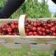 Les cerises Burlat sont les premières récoltées à l'ouverture de la saison fin mai début juin.