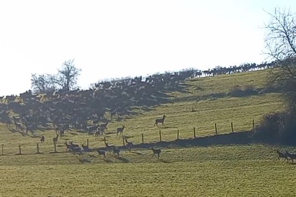 Une harde de 300 biches et cerfs aperçue dans le Jura.