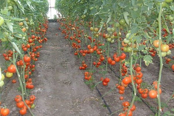 La nouvelle règlementation entraînera une baisse d'un tiers des volumes en provenance du Maroc.
