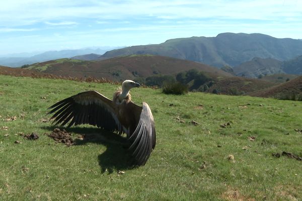 Un vautour prêt à être relâché dans les montagnes du Pays basque par l'Association Hegal Aldia