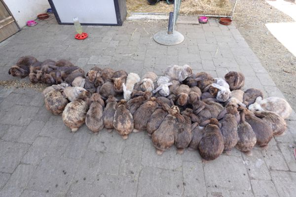 La propriétaire des lapins n'est pas parvenue à séparer les mâles et les femelles assez rapidement.