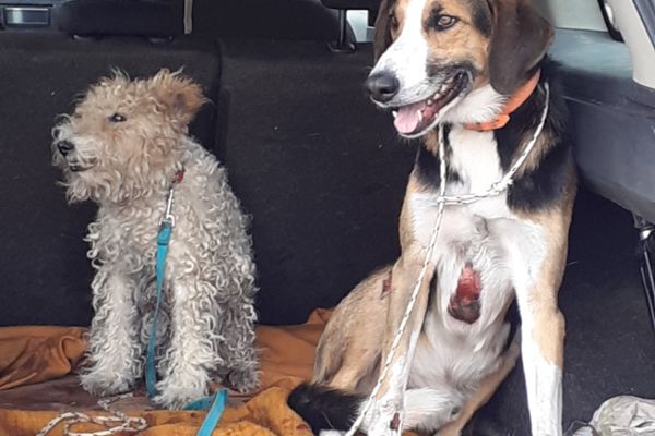 Les deux chiens, après avoir été récupérés, on distingue des blessures au poitrail.