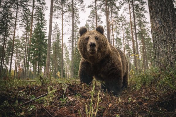 Il y aurait 76 ours dans les Pyrénées, selon le dernier recensement dans le massif.