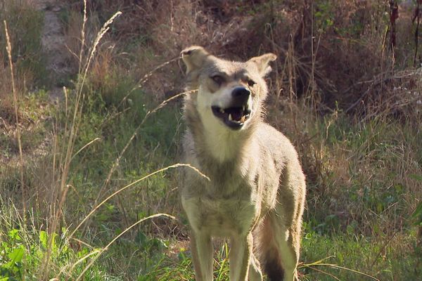 Au parc du Thot, le loup objet de tous les fantasmes fait partie des vedettes