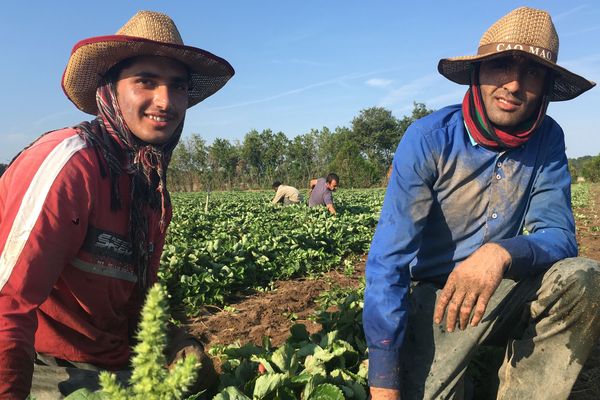 Ihsan (20 ans) et Armani (27 ans) ont commencé à travailler chez Marionnet début juin