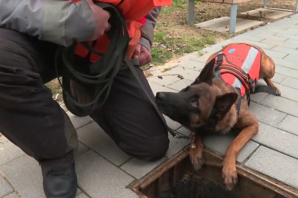 Une jeune chienne a trouvé une fuite d'eau et attend d'être récompensée