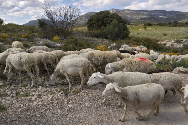 Soixante éleveurs sont engagés dans le Var.