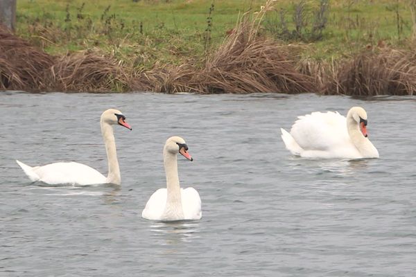 Plusieurs dizaines de cygnes sont regroupés à Decize pour passer l'hiver.