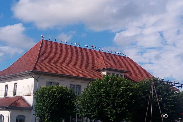 Les cigognes se sont retrouvées en début de soirée sur le toit du groupe scolaire du village.