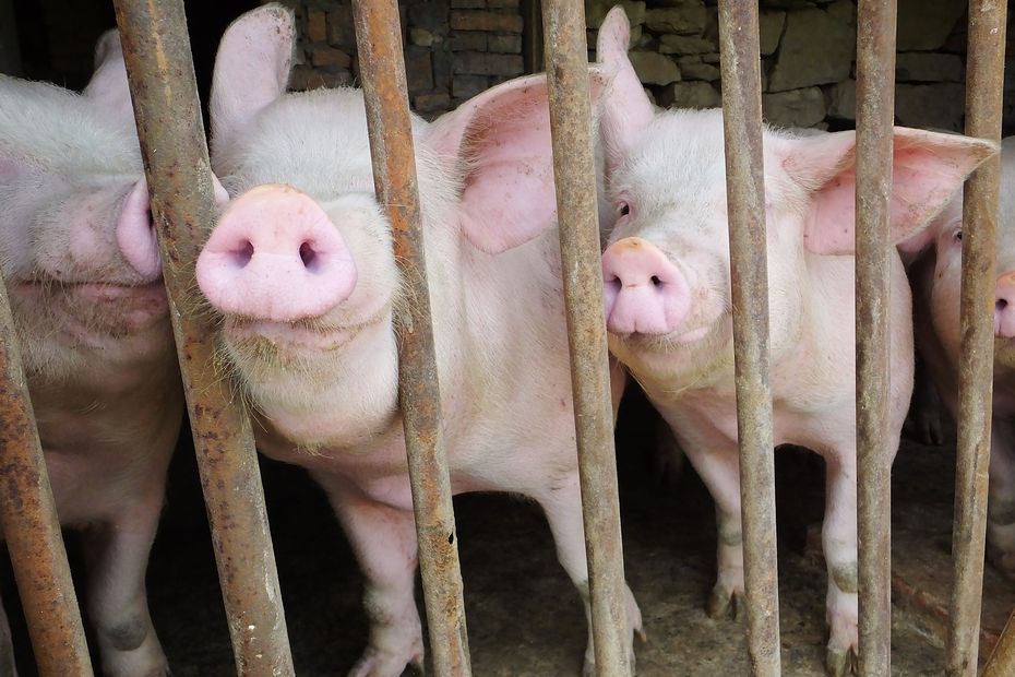 Ausbrüche der Afrikanischen Schweinegrippe wurden in der Nähe des Elsass gemeldet