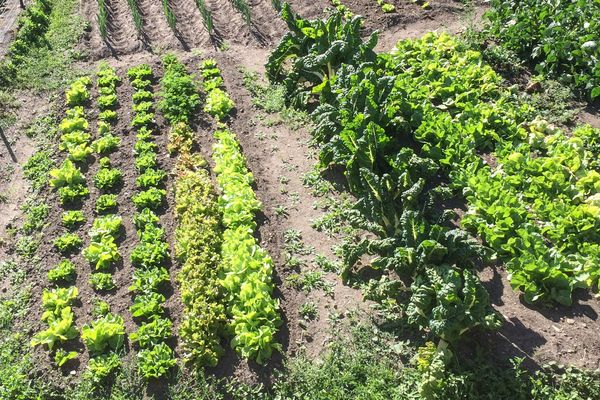 Jardins Et Potagers Comment Organiser Vos Semis De Choux Salades Et Radis