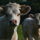 L'élevage des ruminants conduit à la production de méthane, un gaz à effet de serre important.