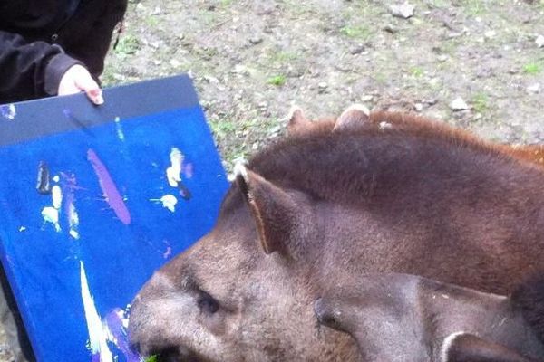 Un des Tapirs du zoo de Cerza en plein exercice. 