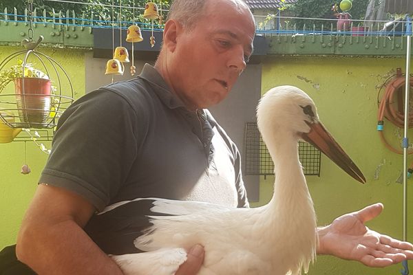 Sauvetage de cigogneau à Sarralbe.