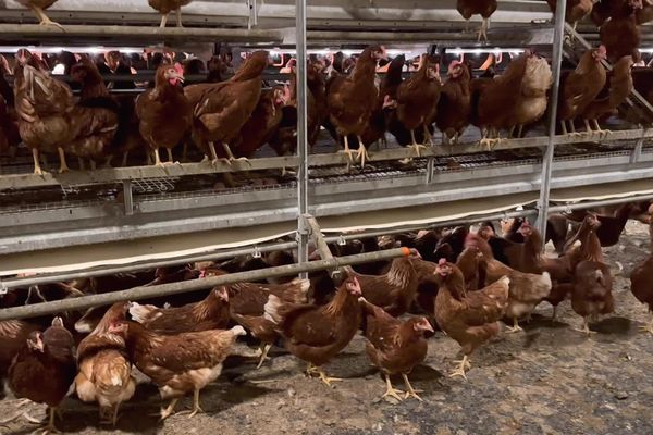 Le poulailler veut atteindre une capacité de 1,2 millions de poules