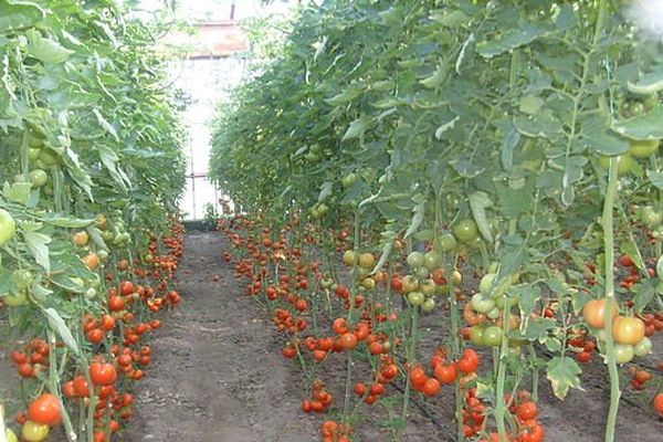 La tomate marocaine au coeur du conflit.