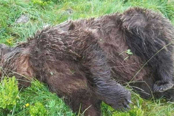 L'ours a été tué par balles, le 9 juin, sur la commune d'Ustou, en Ariège