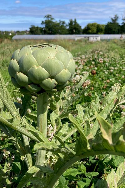 Frédéric Leduc possède une parcelle d'artichauts d'un demi hectare à La Gouesnière, près de Cancale. Il constate une moindre demande des consommateurs.