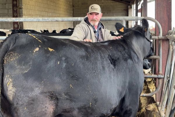 Sur son exploitation, Olivier Poirier élève une trentaine de vaches.