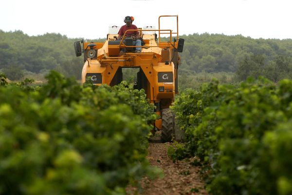 L'enjambeur, ce tracteur agricole utilisé pour le travail dans les vignes, s'est renversé avec son conducteur. Ce dernier est décédé.