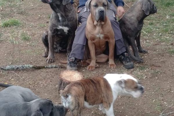 Alexandre Chauvet, le bénévole responsable du refuge avec les cané-cortos et le bulldog qui doivent être euthanasiés.